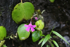 Impatiens acaulis var. acaulis